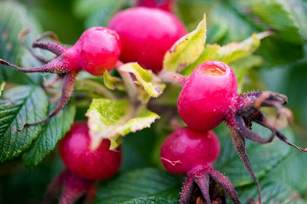 Hagebuttenbeeren umgeben von Blättern