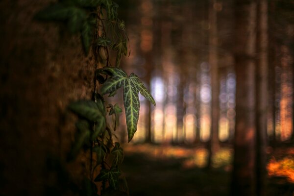 Forêt sombre et belles feuilles bouchent