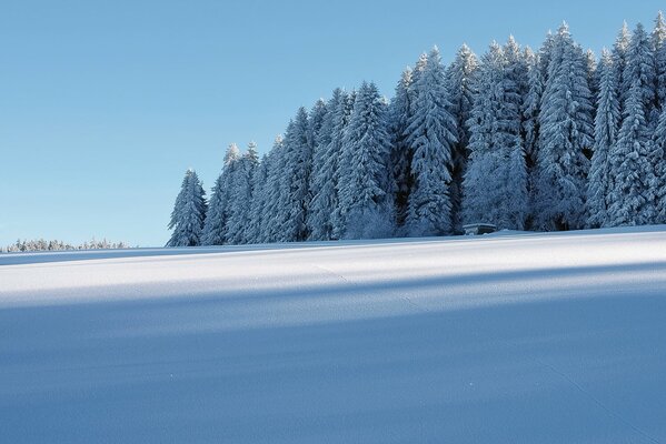 Winter forest. Untouched nature