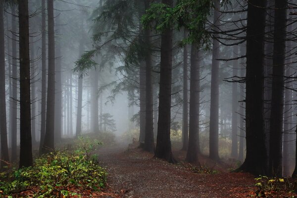 Fog in the coniferous forest