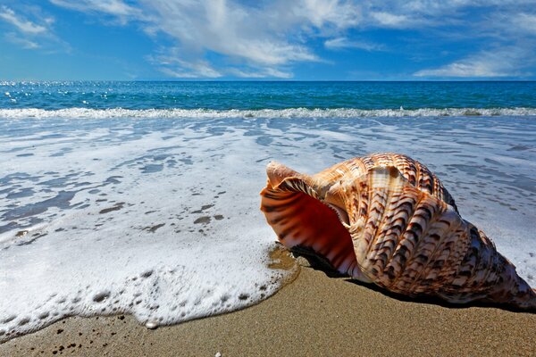 Belle coquillage dans les vagues de la mer