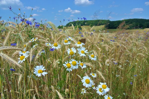 Sommerfeld mit Gänseblümchen und Ähren