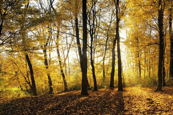 Arbres au feuillage jaune dans la forêt d automne