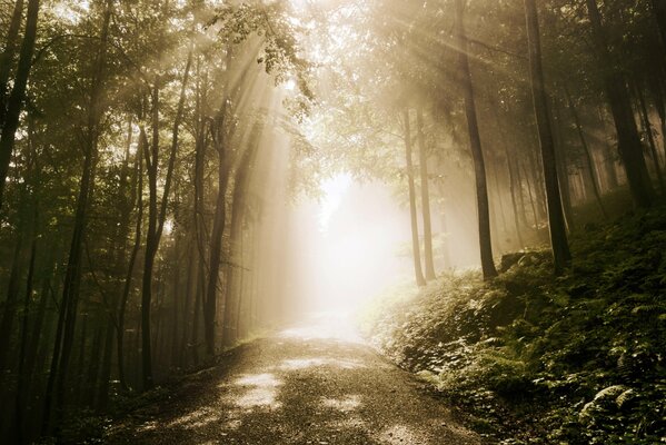 Der Weg durch den Wald zur Lichtung