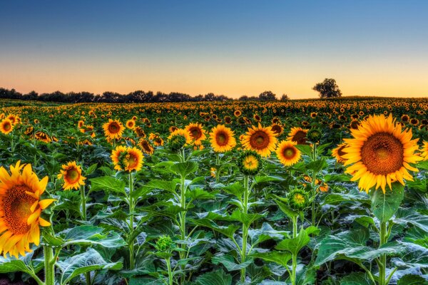 Champ de tournesol au-delà de l horizon