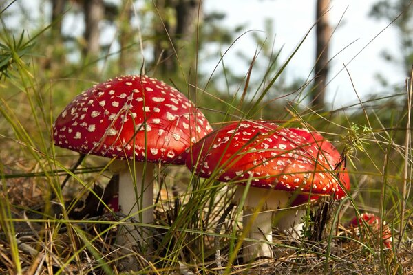 Champignon d automne forestier - amanite