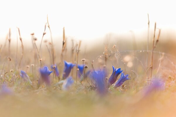 Kornblumen auf einer Wiese im trockenen Gras