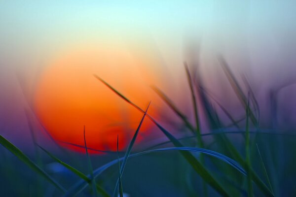 Hierba y vegetación al atardecer