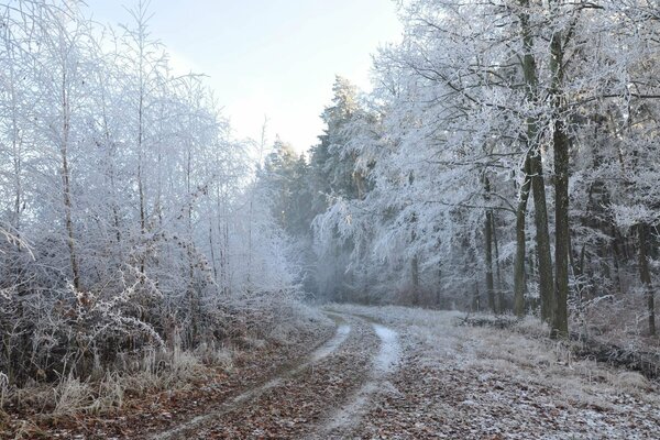 Route à travers la forêt du matin d hiver