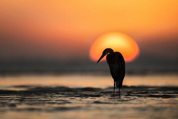 A long-legged bird at sunset