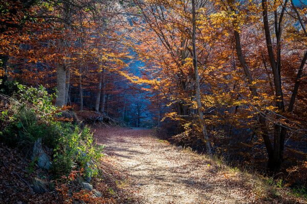 Wald Laubstraße Staol