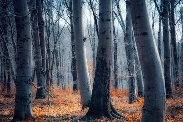 Herbstwald. Birken. Die Natur