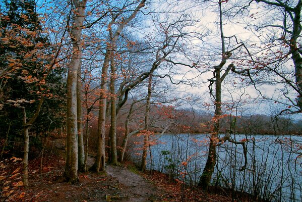 Autumn forest path to the lake