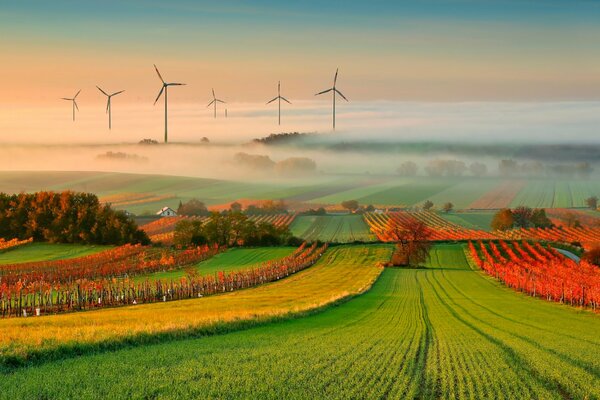 Herbstlandschaft - Weinberge im Nebel