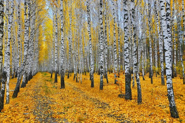 Forêt de bouleaux d automne pittoresque