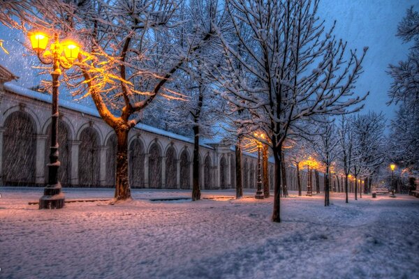 Snow-covered trees on a winter evening