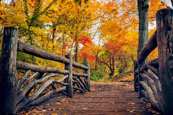 Bright colors of autumn. A walk in the park