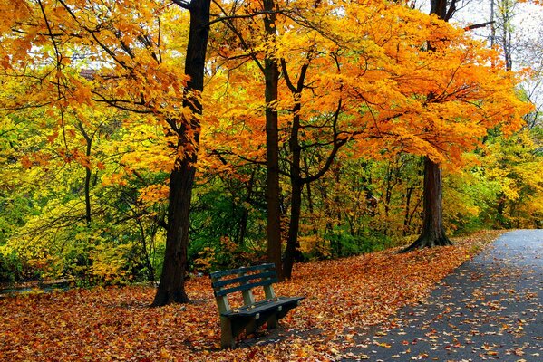 Panchina del parco autunnale