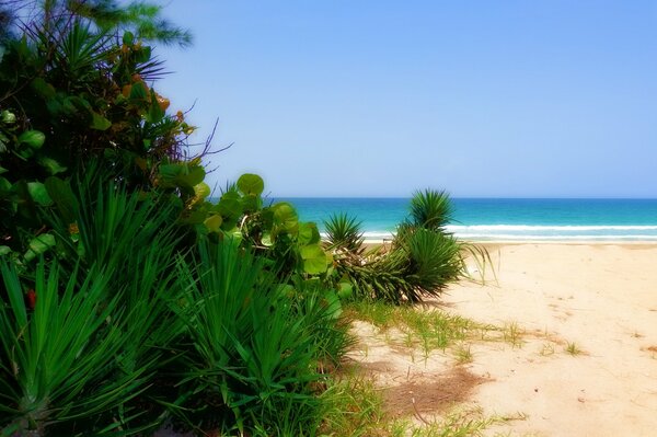 Viaggio . spiaggia sull oceano