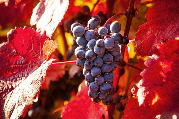 A bunch of grapes on a branch in the sun