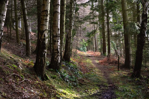 A path on the mountainside through fascinating trees