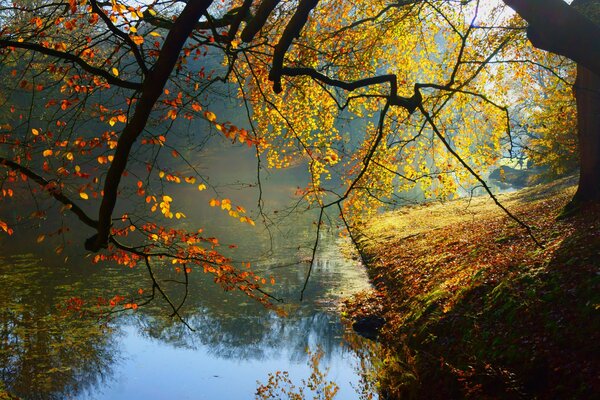 Bosque de otoño junto al río