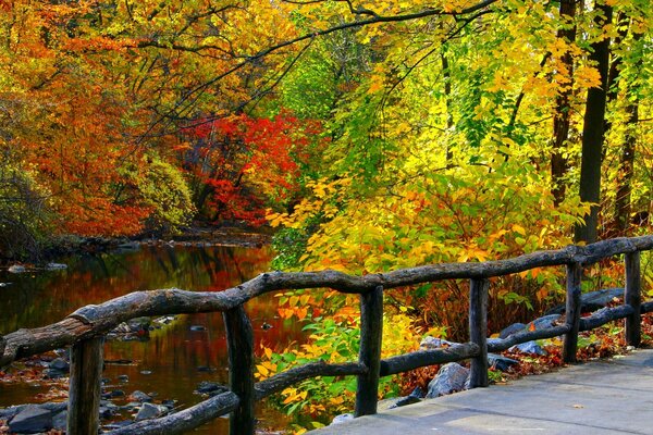 Otoño dorado y valla de madera