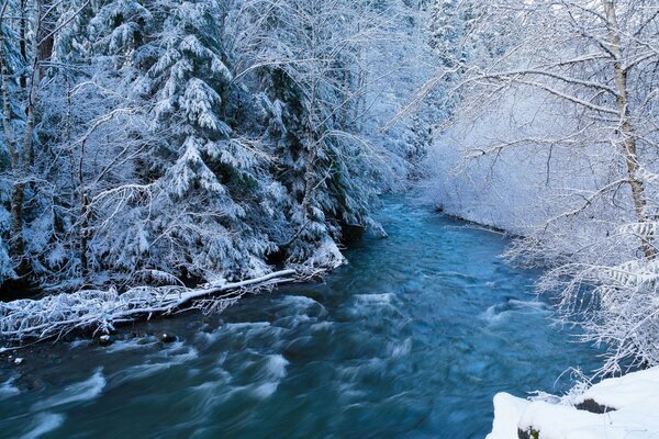 Winter forest cold river stream