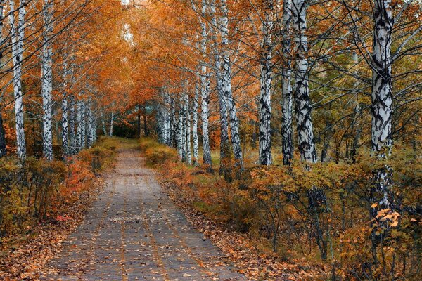 Der Weg durch den Herbstpark