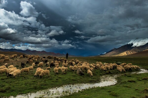 Otar moutons sur fond de ciel orageux