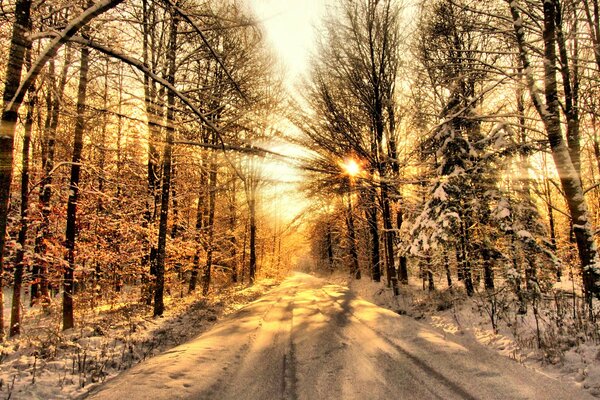 Gel et soleil en hiver dans la forêt