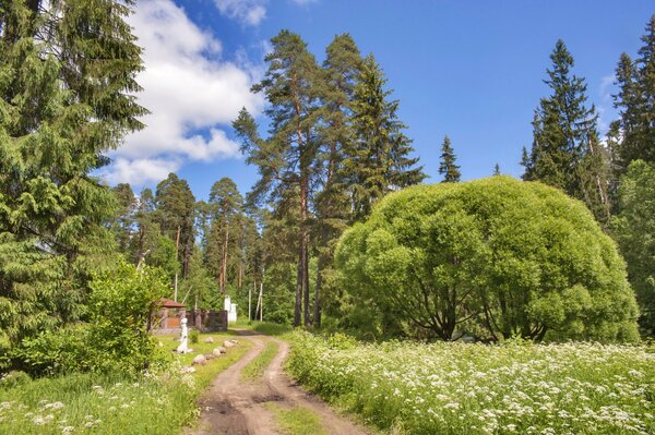 Проселочная дорога в летнем парке