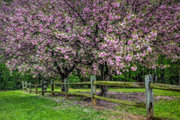 Árbol de primavera cubierto de flores Rosadas en el seto