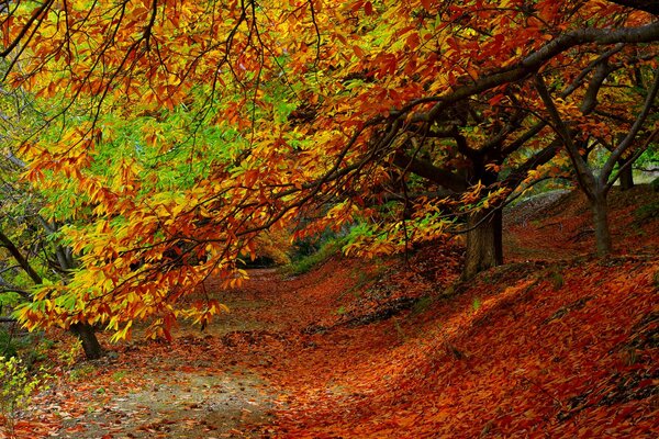 Feuilles d automne multicolores dans le parc