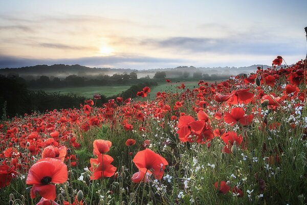 Champ de pavot dans la clairière du matin