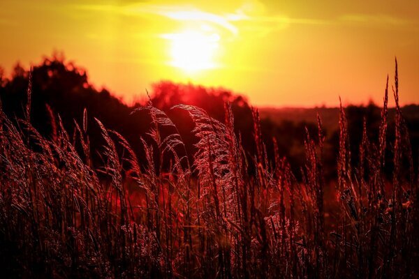 A field with tall grass, illuminated by a low sun