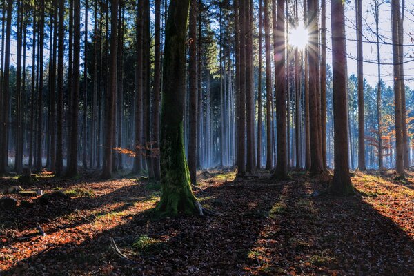 Forêt d automne sur une journée ensoleillée