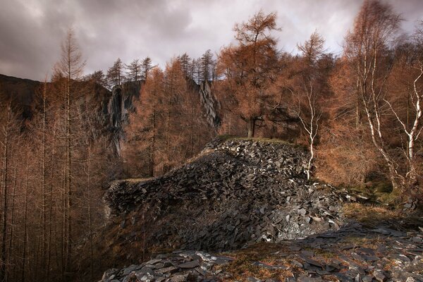 Roca gris en el fondo del bosque de otoño