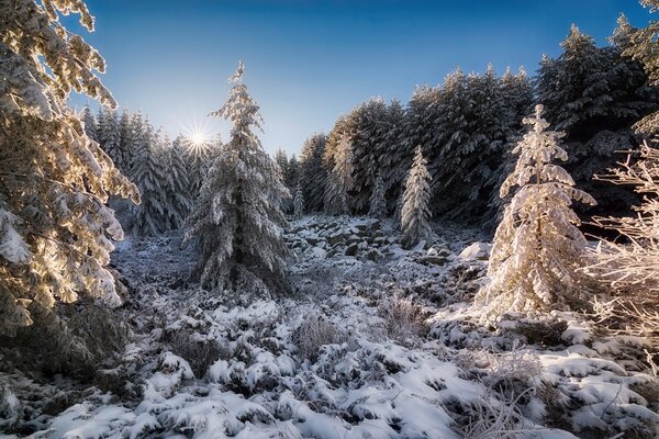 Winter forest. Nature. Christmas trees