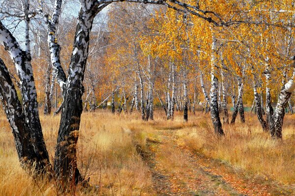 The road through the birch grove