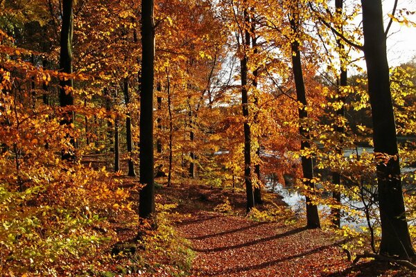 A trail strewn with red and yellow leaves