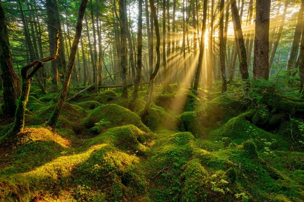 Sunny morning in spring in the forest