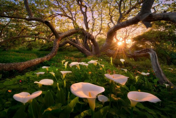 Clairière de fleurs au soleil