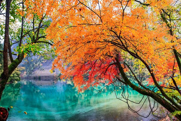 Árbol de otoño en el parque de China