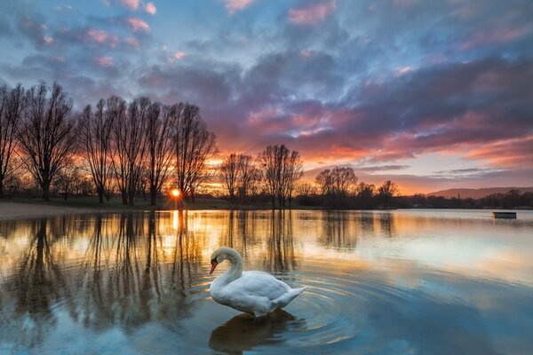 El elegante cisne en el lago del atardecer