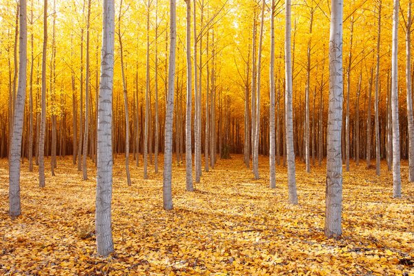 A slender birch grove is buried in a golden carpet and a crown of foliage