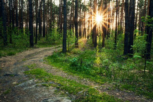 Les rayons du soleil à travers les arbres de la forêt