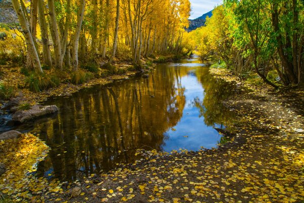 Río en el fondo del paisaje de otoño