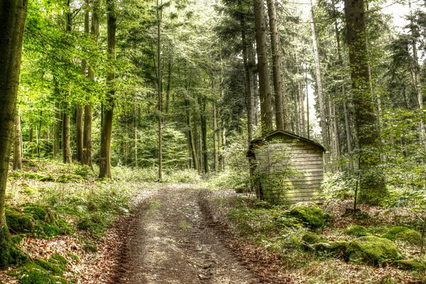 Route piétinée dans la nature pittoresque