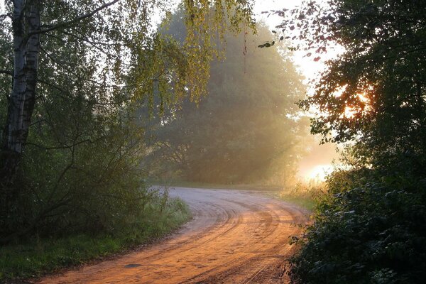 Licht über der morgendlichen Waldstraße